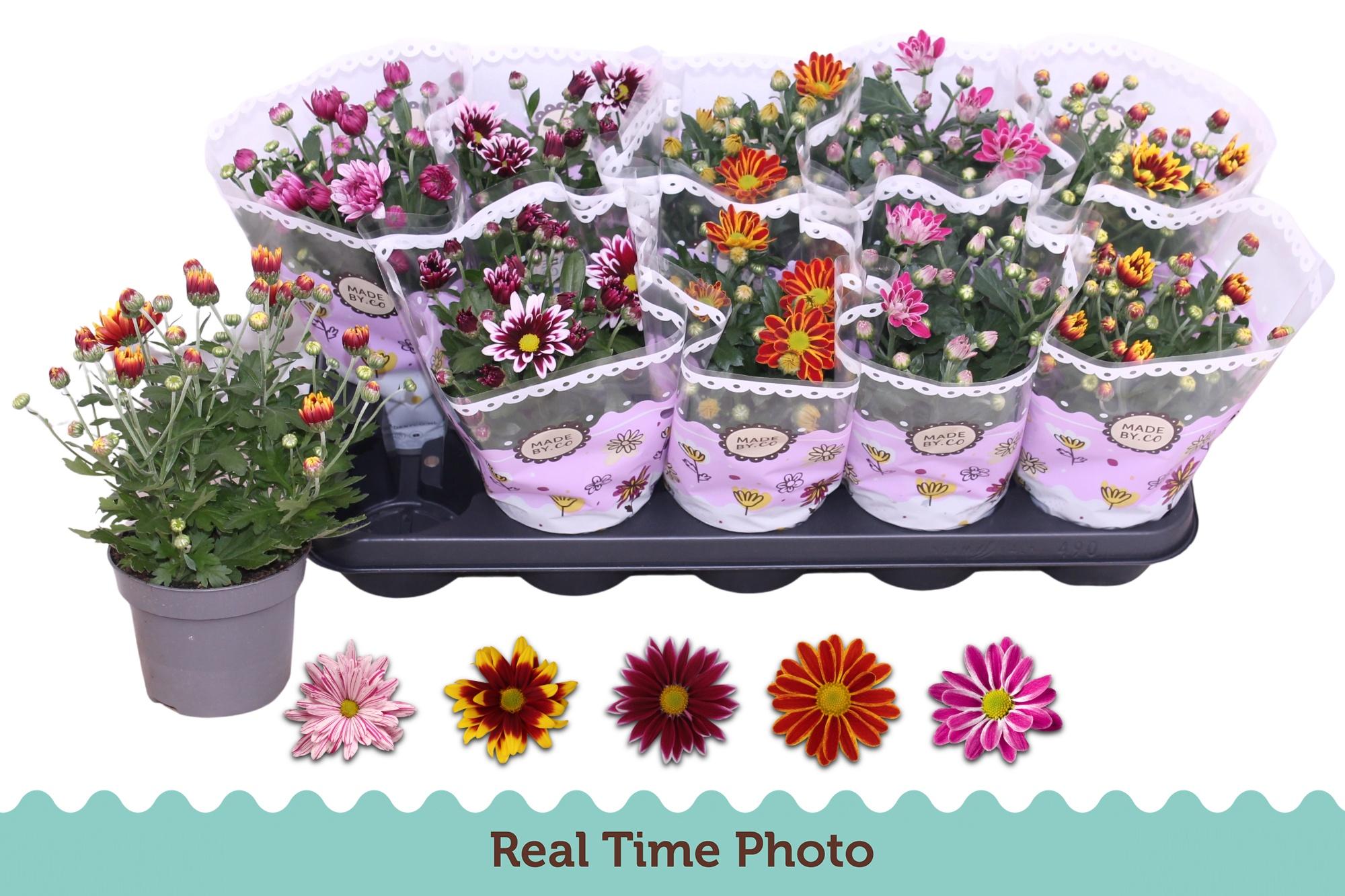 Горшечные цветы и растения оптом Chrys Gem 2 Kl Bloem от 10шт из Голландии с доставкой по России