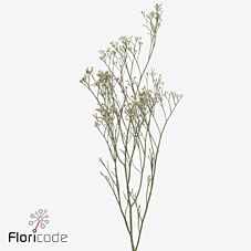 Срезанные цветы оптом Limonium caspium white neto от 50шт из Голландии с доставкой по России