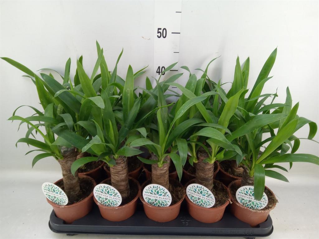Горшечные цветы и растения оптом Yucca   ... от 10шт из Голландии с доставкой по России