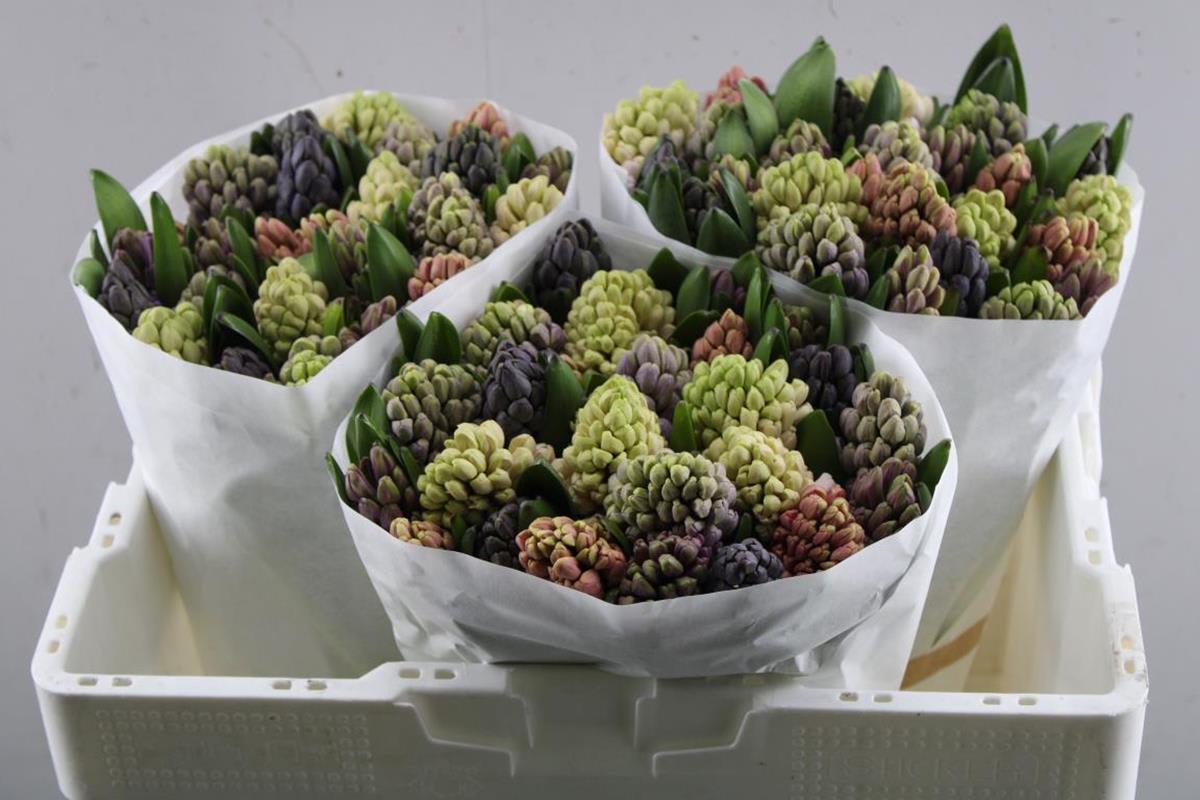 Срезанные цветы оптом Hyacinthus 5 colour mix in bucket от 75шт из Голландии с доставкой по России