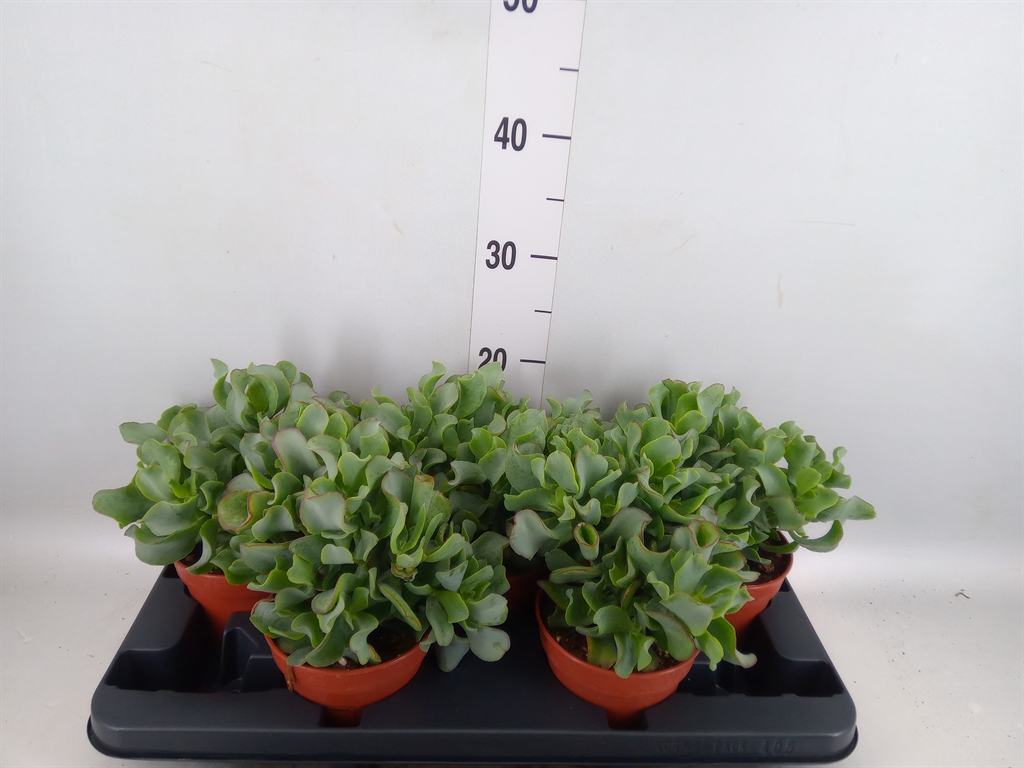 Горшечные цветы и растения оптом Crassula Arborescens от 5шт из Голландии с доставкой по России