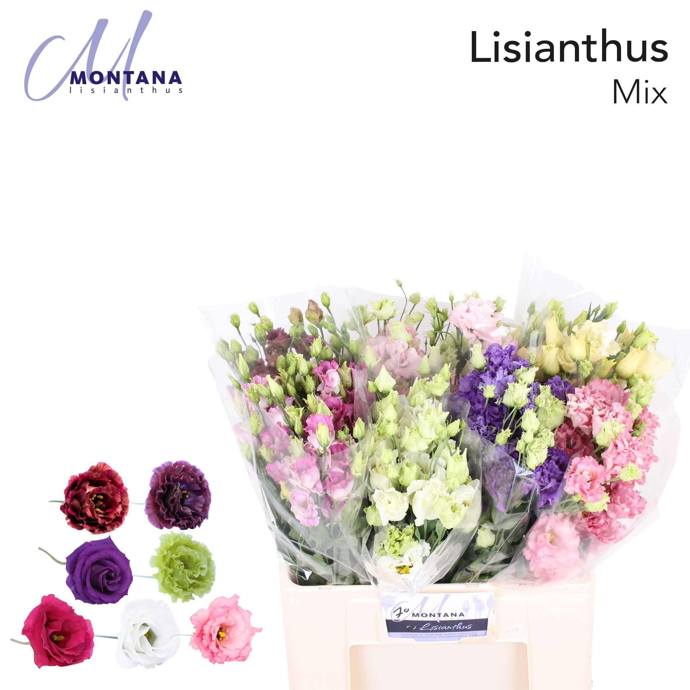 Срезанные цветы оптом Lisianthus do mix in bucket от 70шт из Голландии с доставкой по России