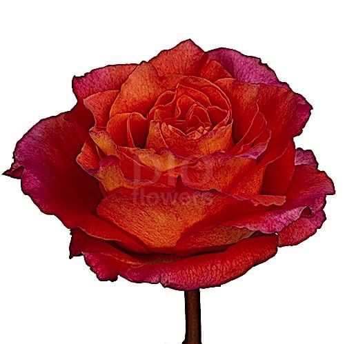 Розы оптом FREE SPIRIT из Эквадора с доставкой по России