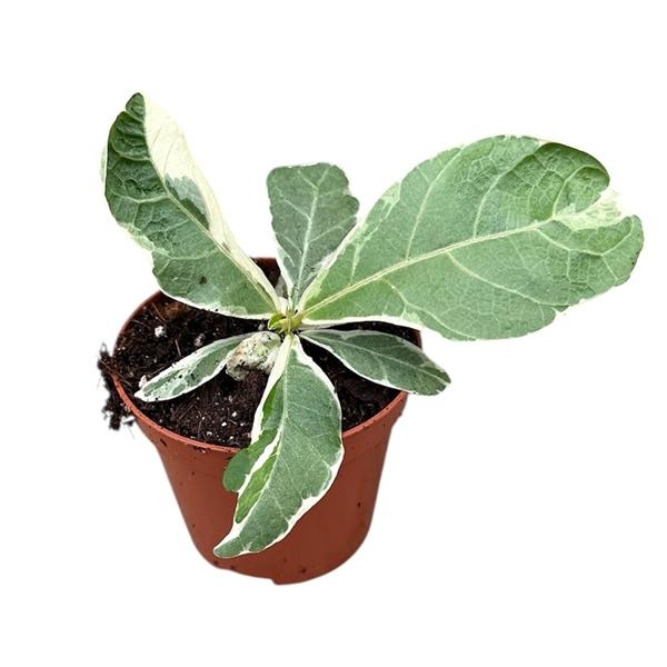 Горшечные цветы и растения оптом Ficus Lyrata Variegata от 2шт (для телеги) из Голландии с доставкой по России