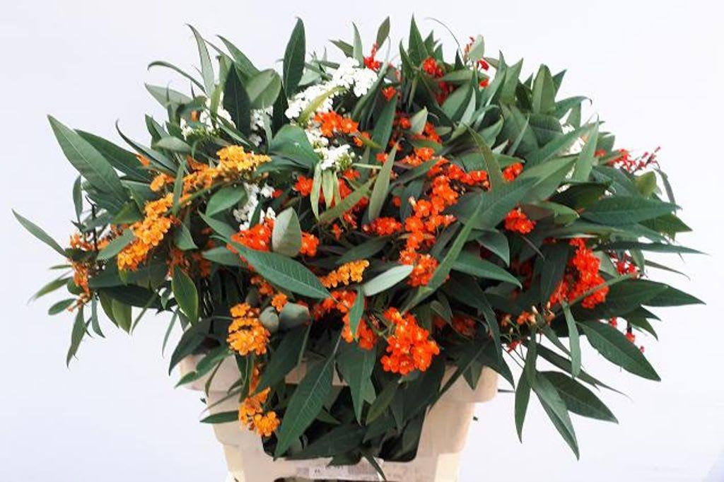 Срезанные цветы оптом Euphorbia sp mix от 100шт из Голландии с доставкой по России