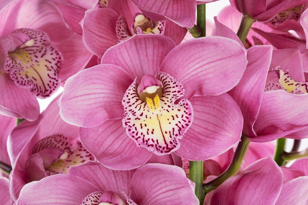 Срезанные цветы оптом Cymbidium pink hms rosa от 6шт из Голландии с доставкой по России