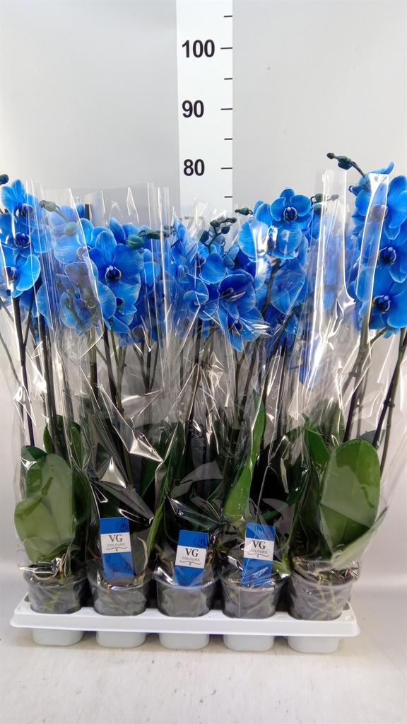Горшечные цветы и растения оптом Phalaenopsis ... от 10шт из Голландии с доставкой по России
