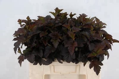 Срезанные цветы оптом Physocarpus diabolo от 100шт из Голландии с доставкой по России