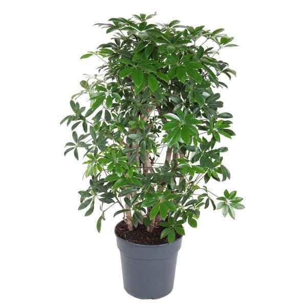 Горшечные цветы и растения оптом Schefflera Compacta 3pp от 1шт из Голландии с доставкой по России