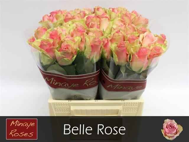 Срезанные цветы оптом Rosa la belle rose от 50шт из Голландии с доставкой по России