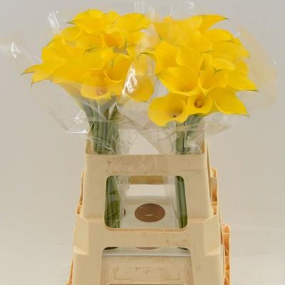 Срезанные цветы оптом Zantedeschia yellow от 40шт из Голландии с доставкой по России