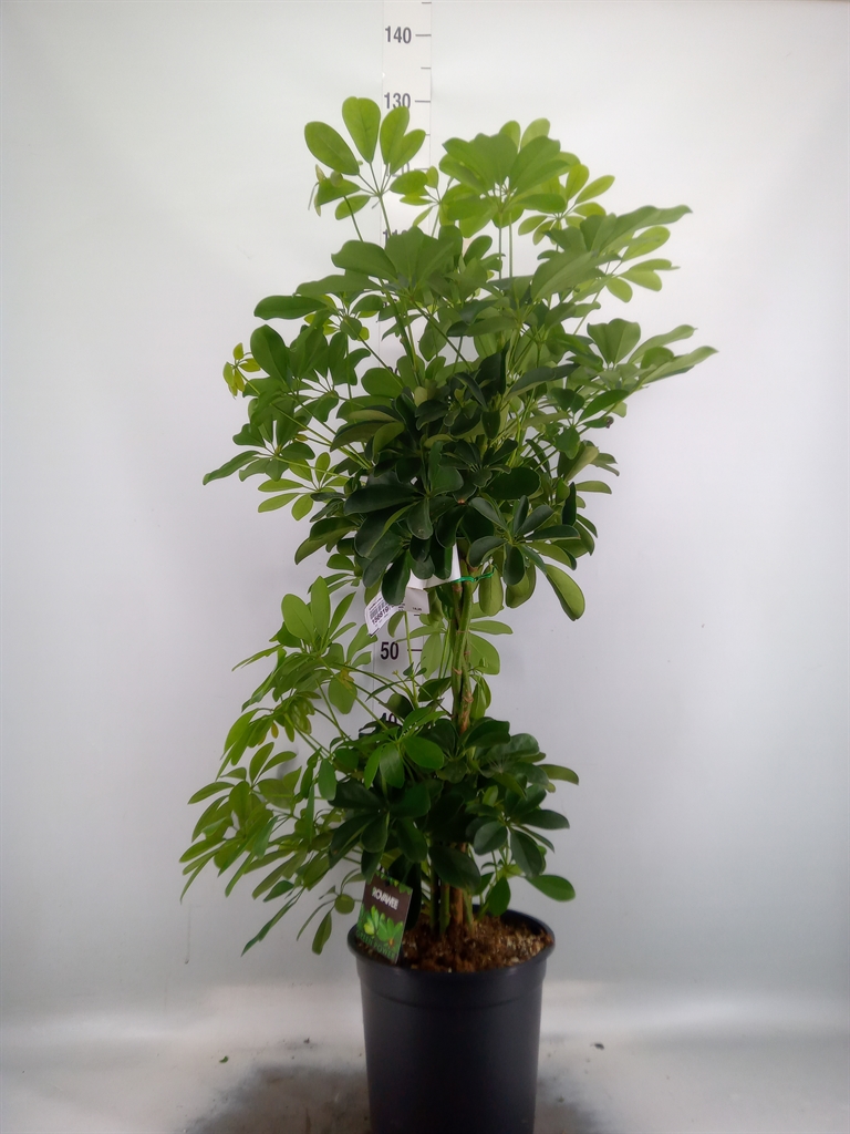 Горшечные цветы и растения оптом Schefflera Compacta Twisted Stem от 1шт из Голландии с доставкой по России