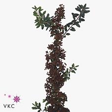Срезанные цветы оптом Spiraea nipp snowmound от 50шт из Голландии с доставкой по России