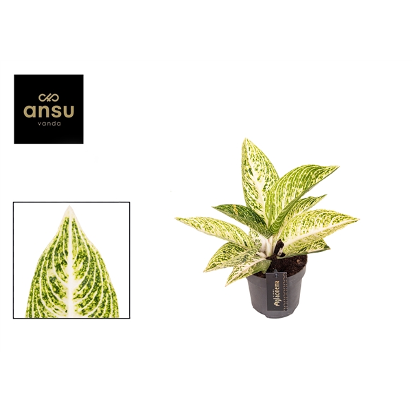 Горшечные цветы и растения оптом Aglaonema Polar Springtime от 6шт из Голландии с доставкой по России