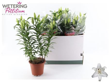 Горшечные цветы и растения оптом Lil Or Sun Bahamas 4pp от 5шт из Голландии с доставкой по России