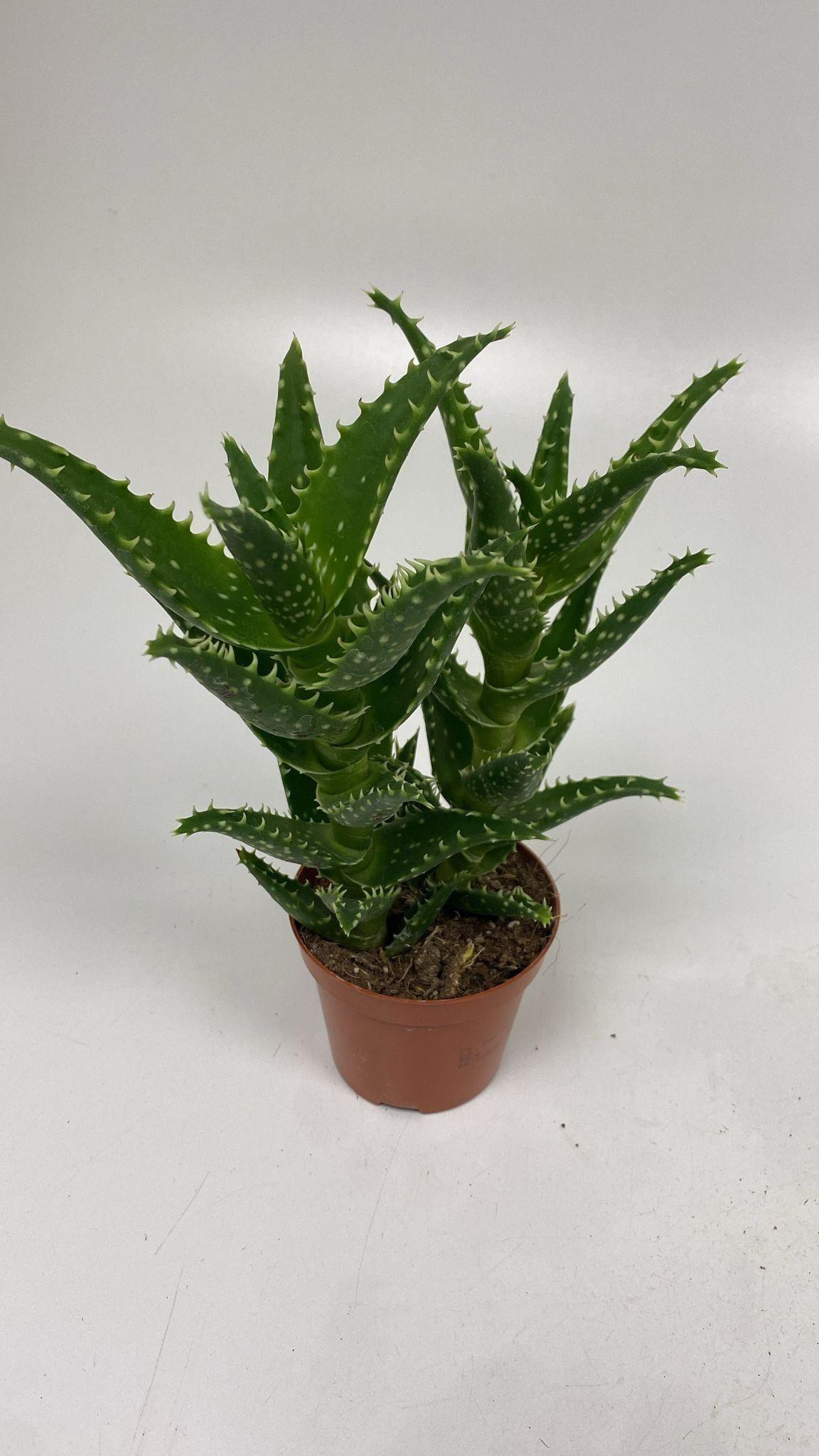 Горшечные цветы и растения оптом Aloe Ov от 12шт (для телеги) из Голландии с доставкой по России