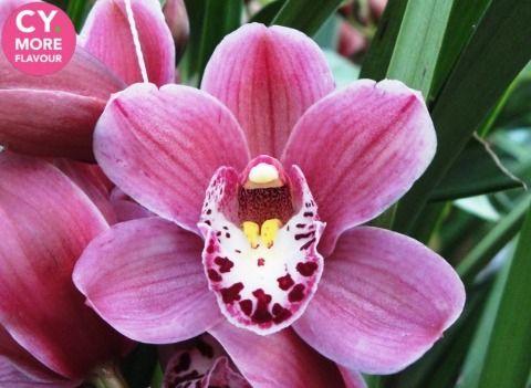 Срезанные цветы оптом Minicymbidium pink perfection от 5шт. из Голландии с доставкой по России