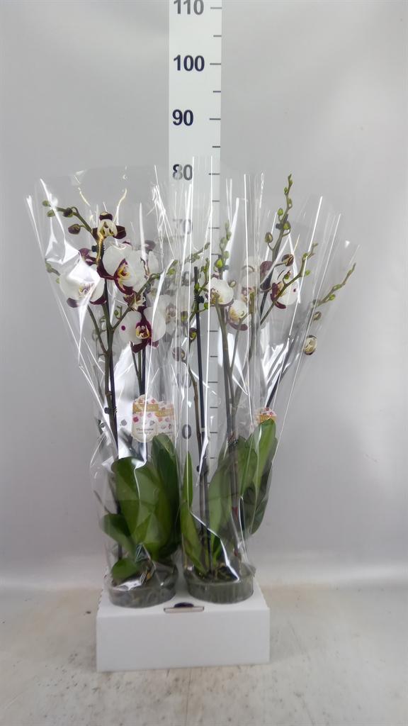 Горшечные цветы и растения оптом Phalaenopsis fc Polka Dots от 4шт из Голландии с доставкой по России