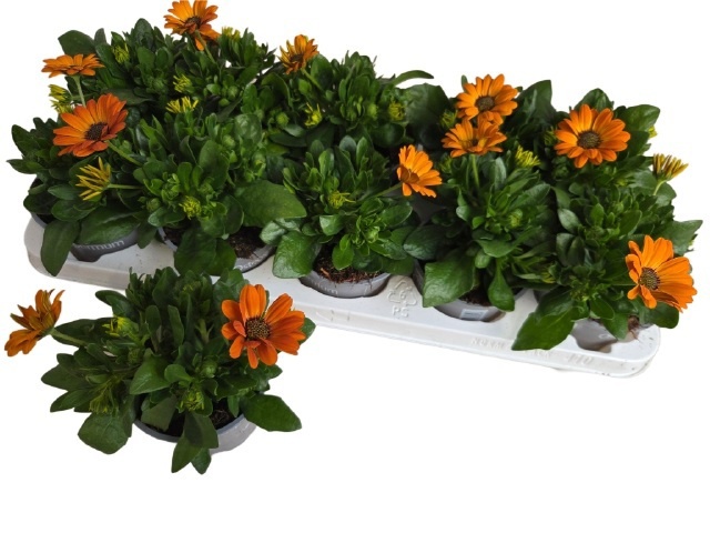 Горшечные цветы и растения оптом Osteo Fp Orange от 10шт из Голландии с доставкой по России