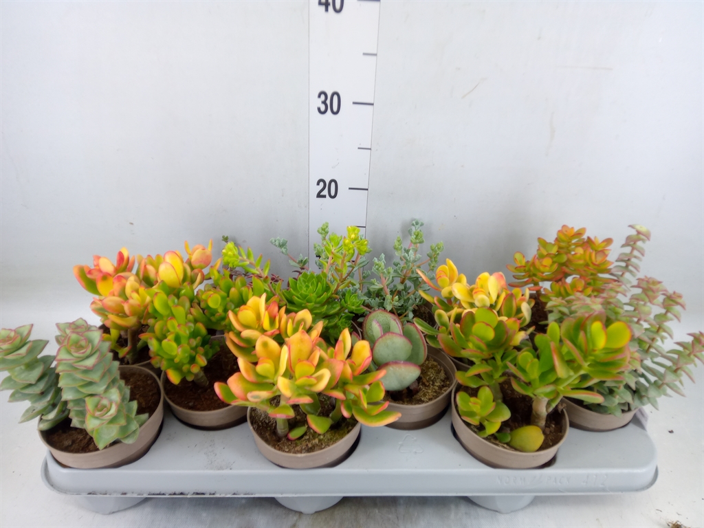 Горшечные цветы и растения оптом Crassula   ...mix от 12шт из Голландии с доставкой по России