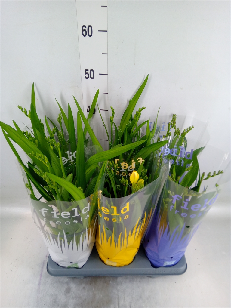 Горшечные цветы и растения оптом Freesia   ... от 6шт из Голландии с доставкой по России