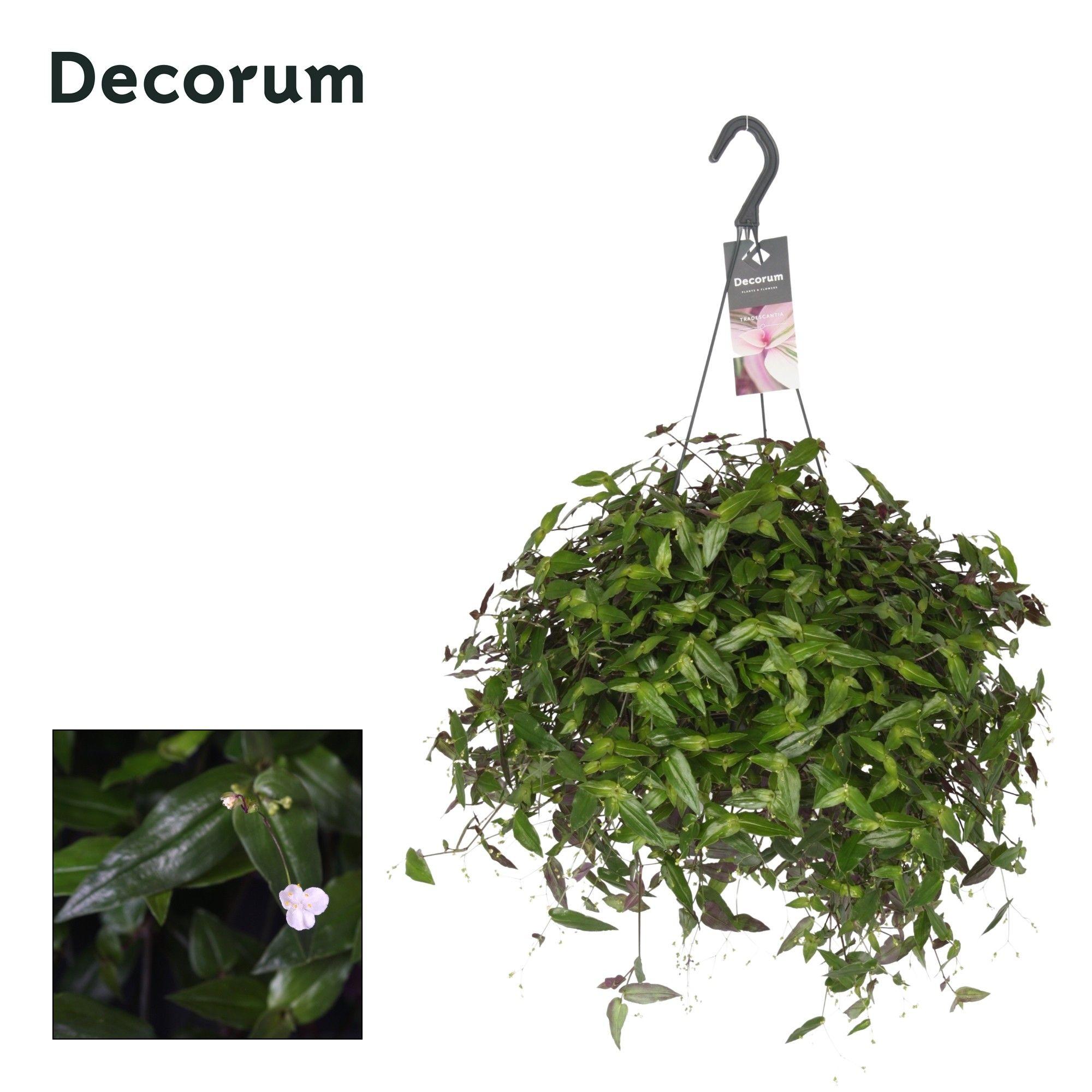 Горшечные цветы и растения оптом Tradescantia Multiflora Hangpot от 6шт из Голландии с доставкой по России