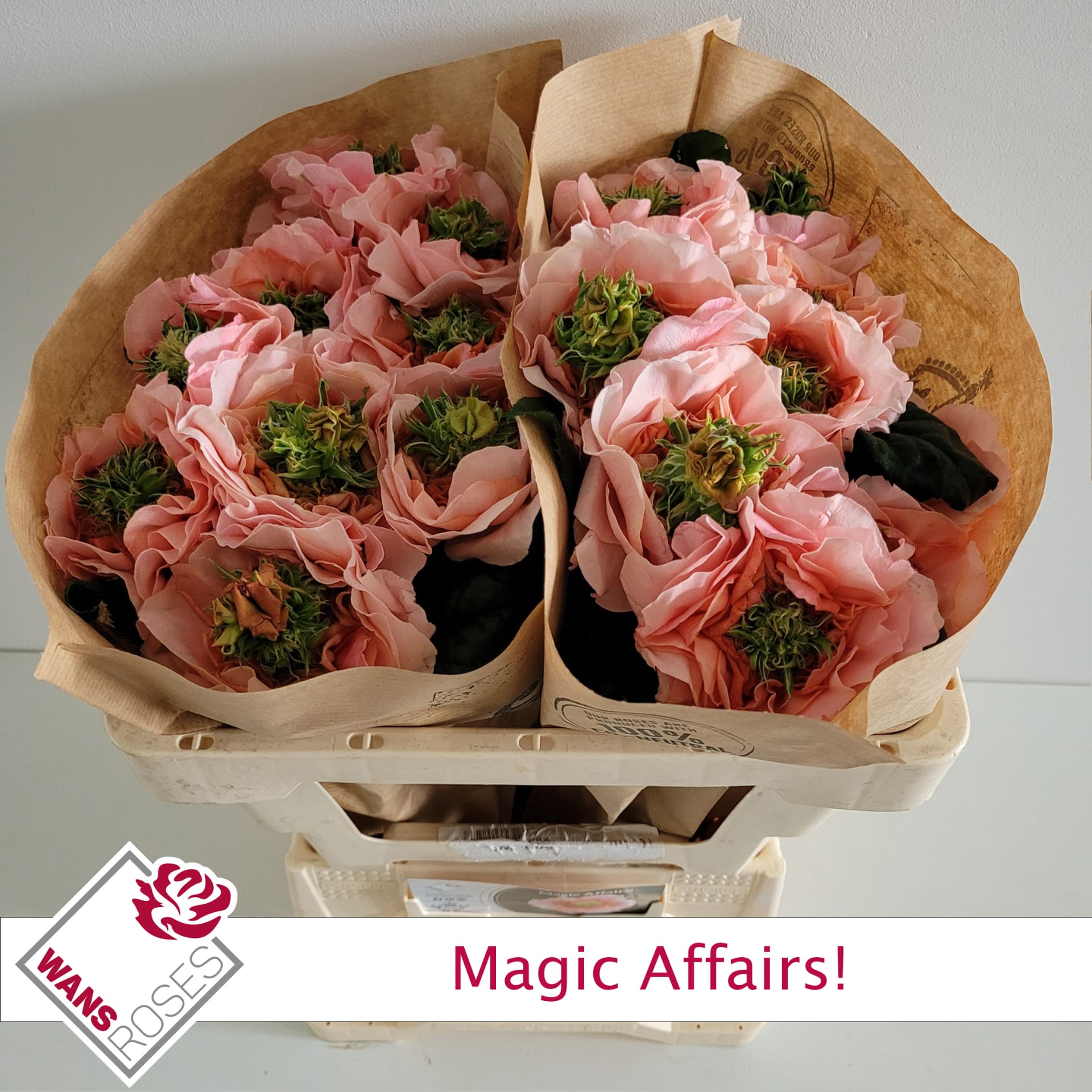 Срезанные цветы оптом Rosa garden magic affairs! от 20шт из Голландии с доставкой по России