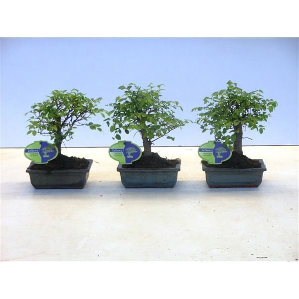 Горшечные цветы и растения оптом Bonsai Zelkova Parvifolia Broom Without Drip Tray от 10шт из Голландии с доставкой по России