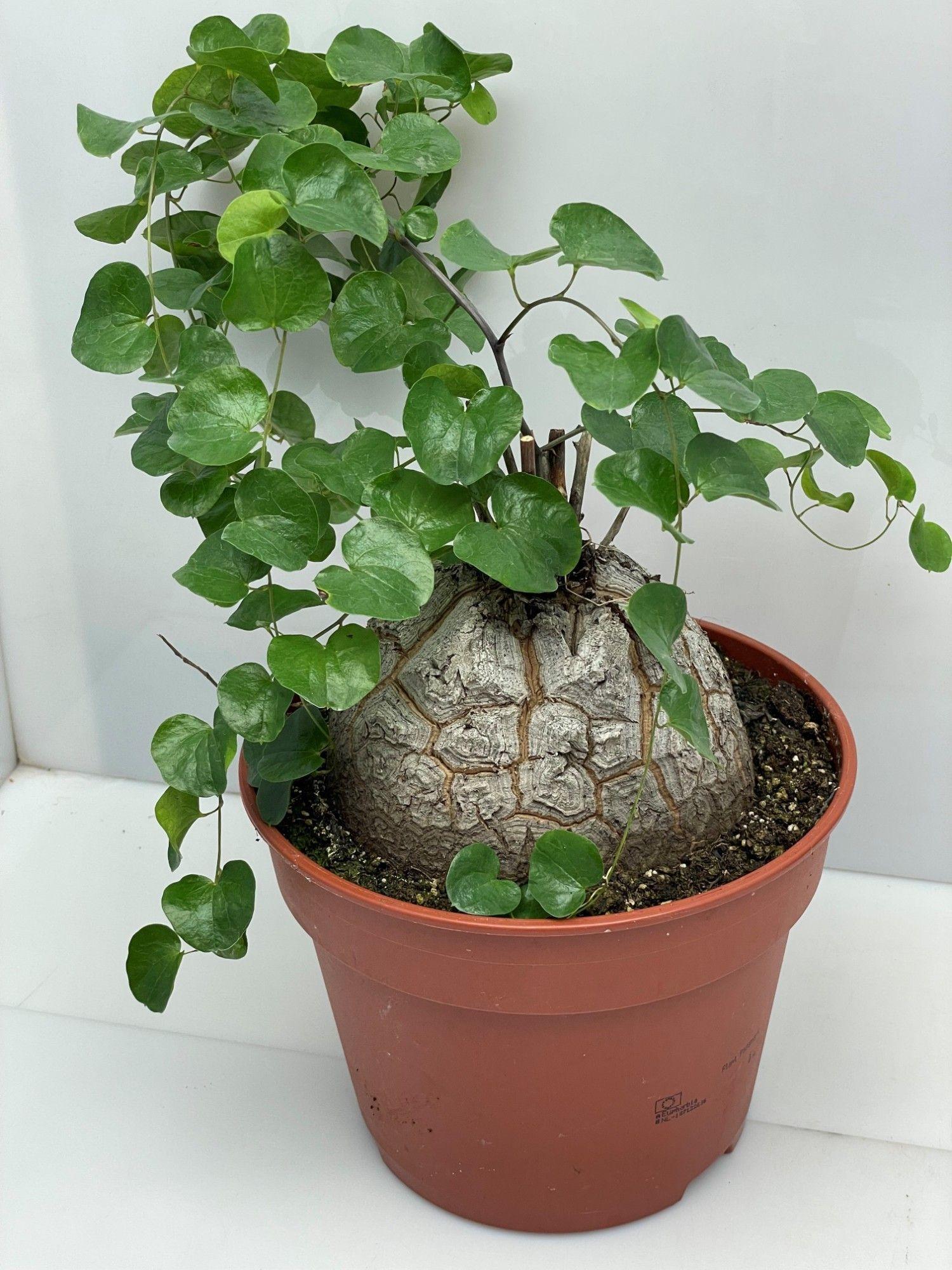 Горшечные цветы и растения оптом Dioscorea Elephantip от 2шт из Голландии с доставкой по России Горшечные цветы и растения оптом Dioscorea Elephantip от 2шт из Голландии с доставкой по России