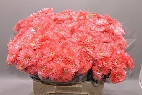 Срезанные цветы оптом Chrys sp paint baltica pink от 40шт из Голландии с доставкой по России