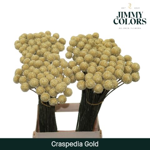 Срезанные цветы оптом Craspedia paint gold от 200шт. из Голландии с доставкой по России