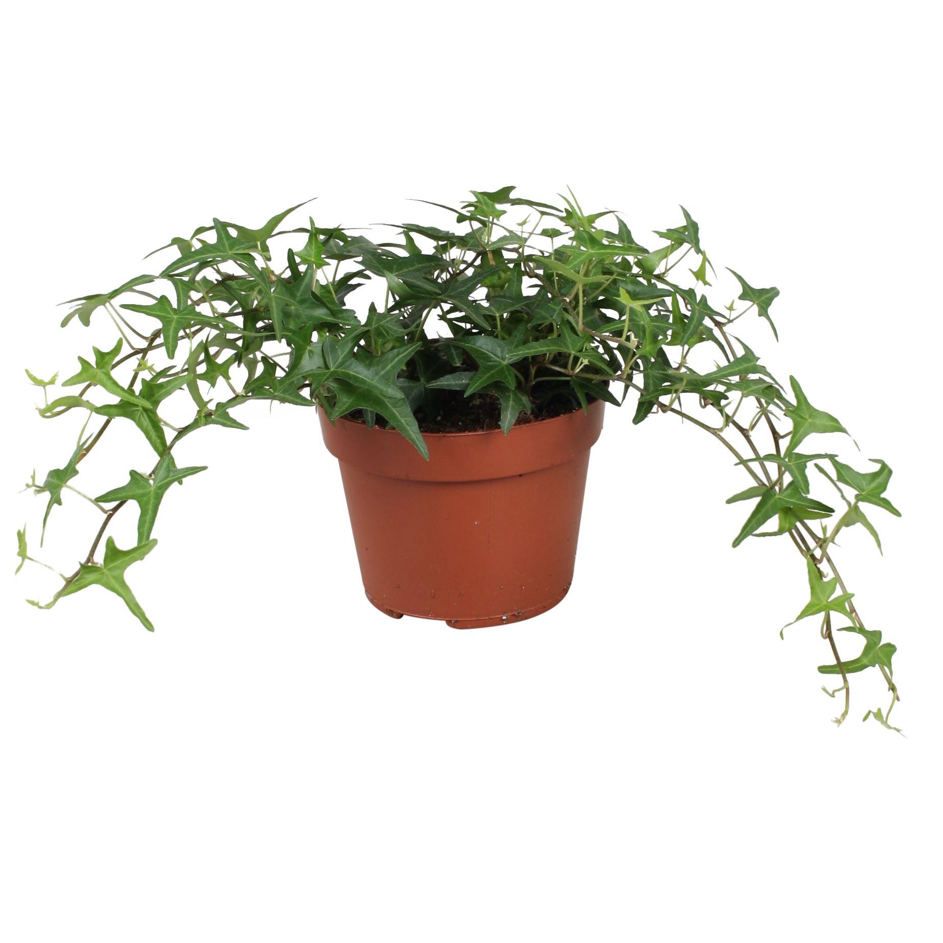 Горшечные цветы и растения оптом Hedera Helix Sagittaefolia от 8шт из Голландии с доставкой по России