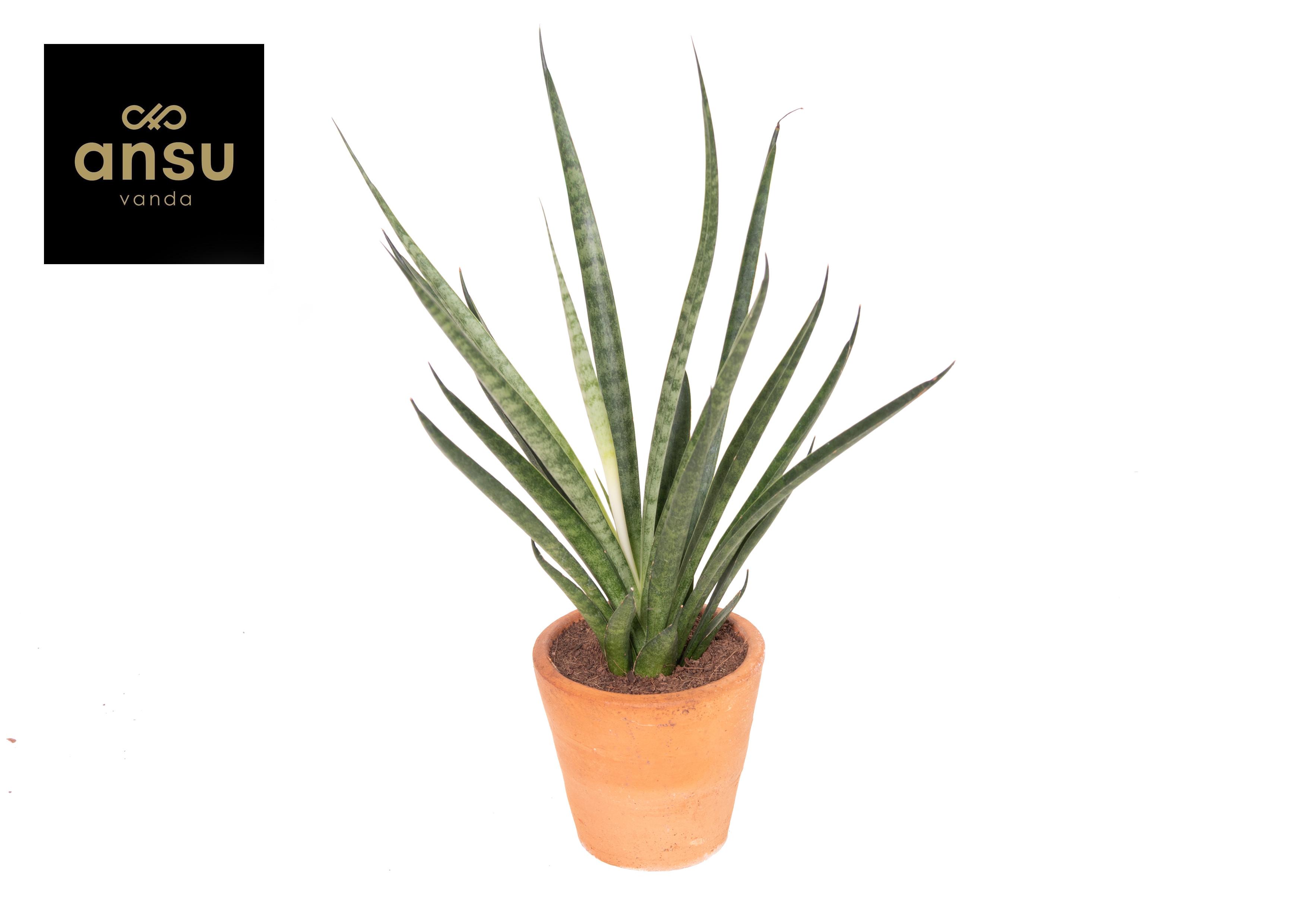 Горшечные цветы и растения оптом Sansevieria Comet Kichaka Terracotta от 12шт (для телеги) из Голландии с доставкой по России