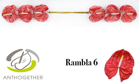 Срезанные цветы оптом Anthurium rambla от 6шт из Голландии с доставкой по России