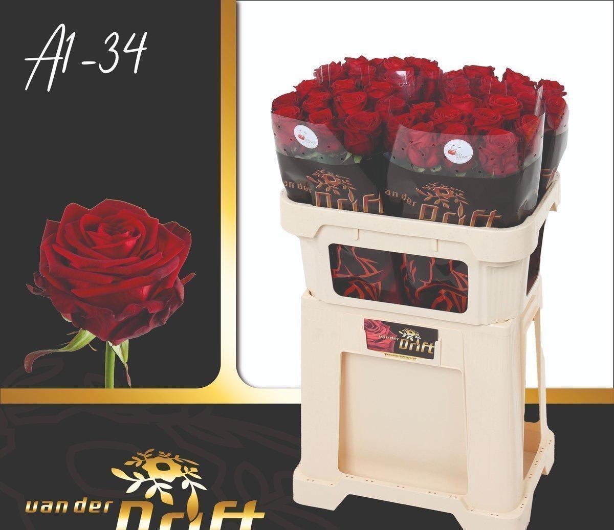 Срезанные цветы оптом Rosa large red naomi! Drift от 40шт из Голландии с доставкой по России