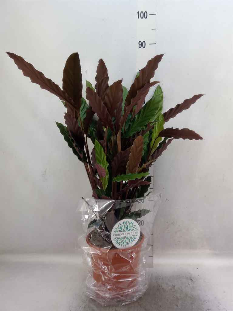 Горшечные цветы и растения оптом Calathea Rufibarba от 1шт из Голландии с доставкой по России