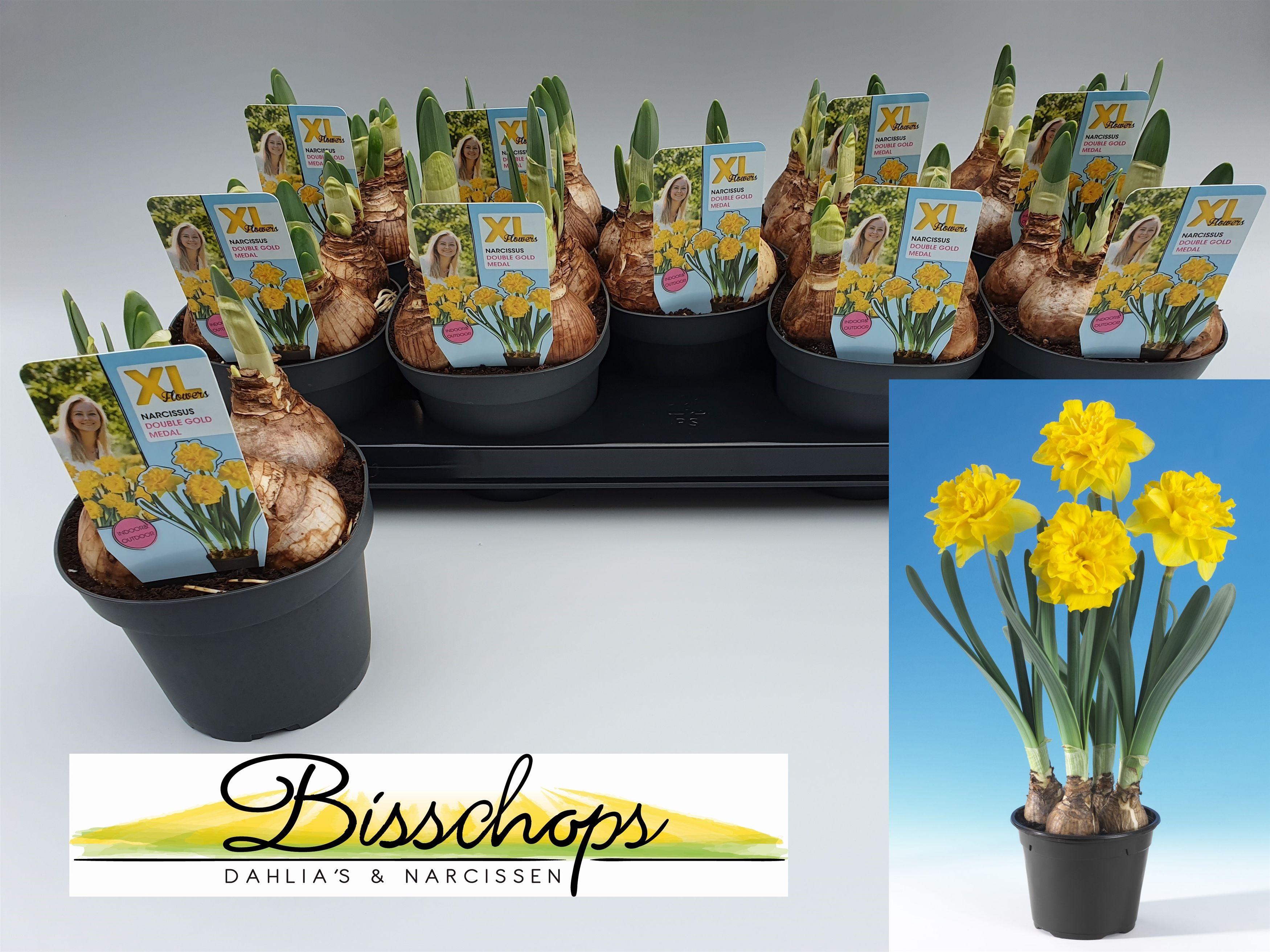 Горшечные цветы и растения оптом Narc D Do Gold Medal от 9шт из Голландии с доставкой по России