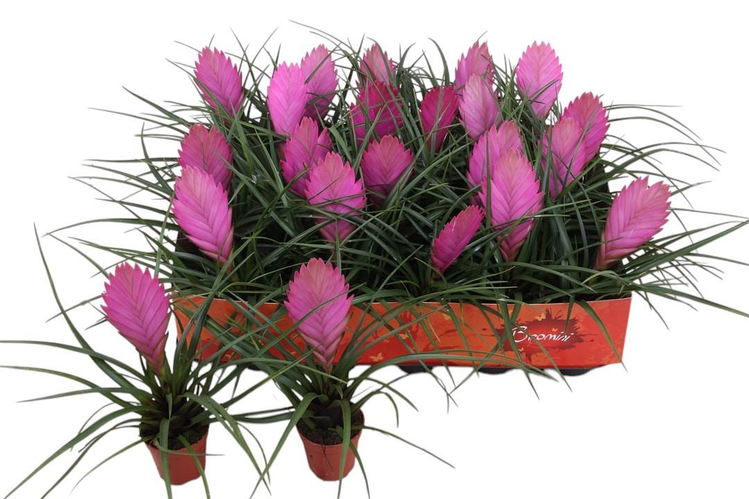 Горшечные цветы и растения оптом Till Cyanea от 20шт (для телеги) из Голландии с доставкой по России Горшечные цветы и растения оптом Till Cyanea от 20шт (для телеги) из Голландии с доставкой по России