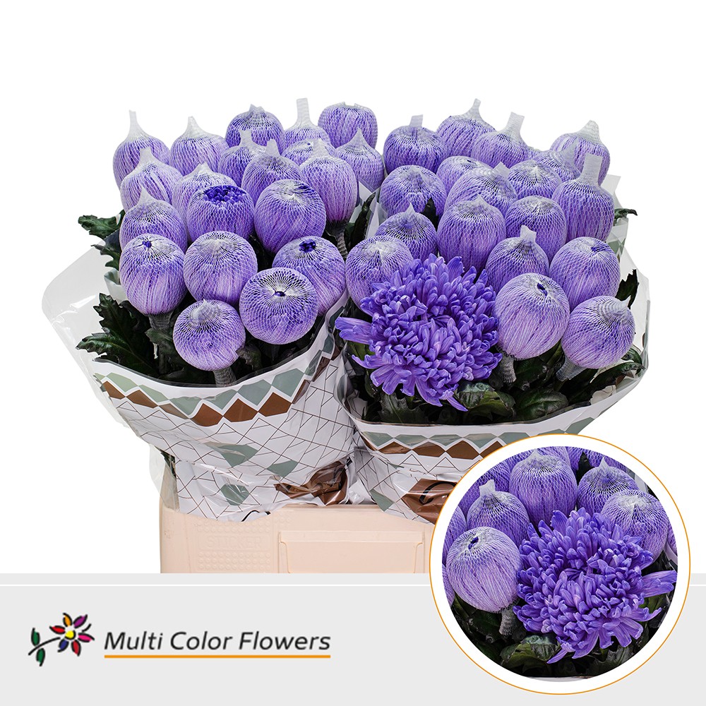 Срезанные цветы оптом Chrys bl paint antonov milka от 40шт из Голландии с доставкой по России