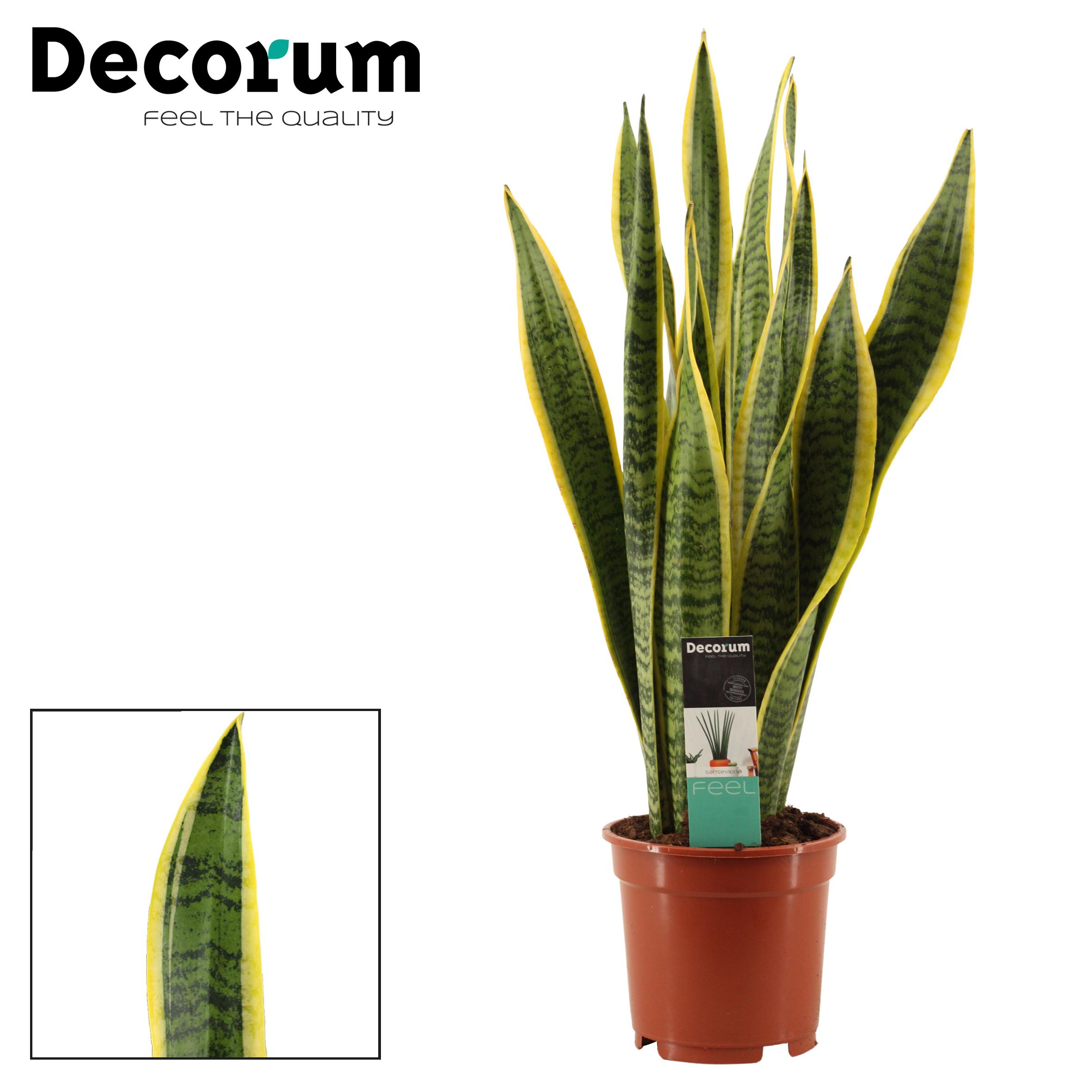 Горшечные цветы и растения оптом Sansevieria Laurentii (decorum) от 6шт из Голландии с доставкой по России