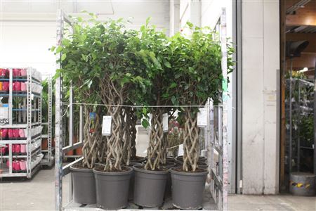 Горшечные цветы и растения оптом Fic Benjamina Ov 6pp Twister Koker от 1шт из Голландии с доставкой по России