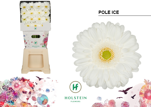 Срезанные цветы оптом Gerbera pole ice от 45шт из Голландии с доставкой по России