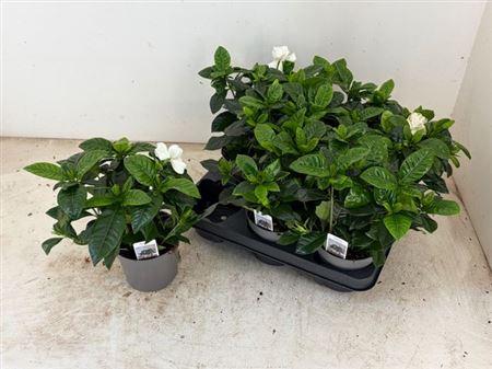 Горшечные цветы и растения оптом Gardenia Jasminoides от 6шт из Голландии с доставкой по России
