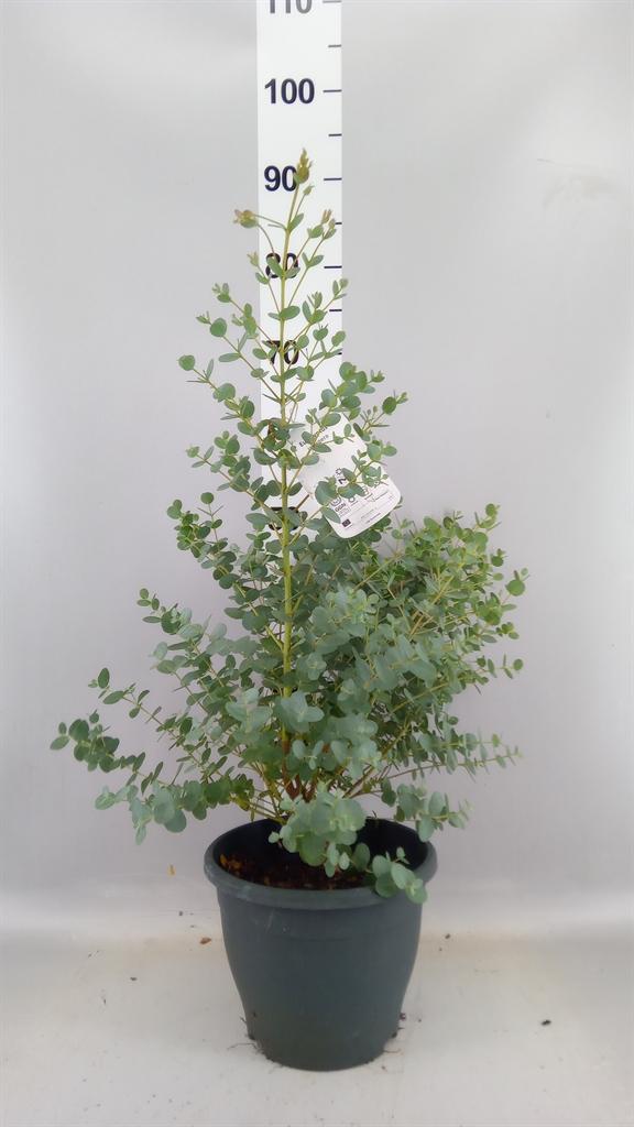 Горшечные цветы и растения оптом Eucalyptus Urnigera от 1шт из Голландии с доставкой по России