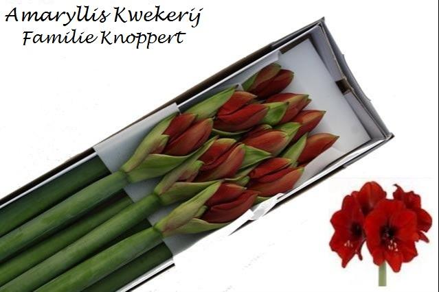 Срезанные цветы оптом Hippeastrum ferrari от 12шт из Голландии с доставкой по России