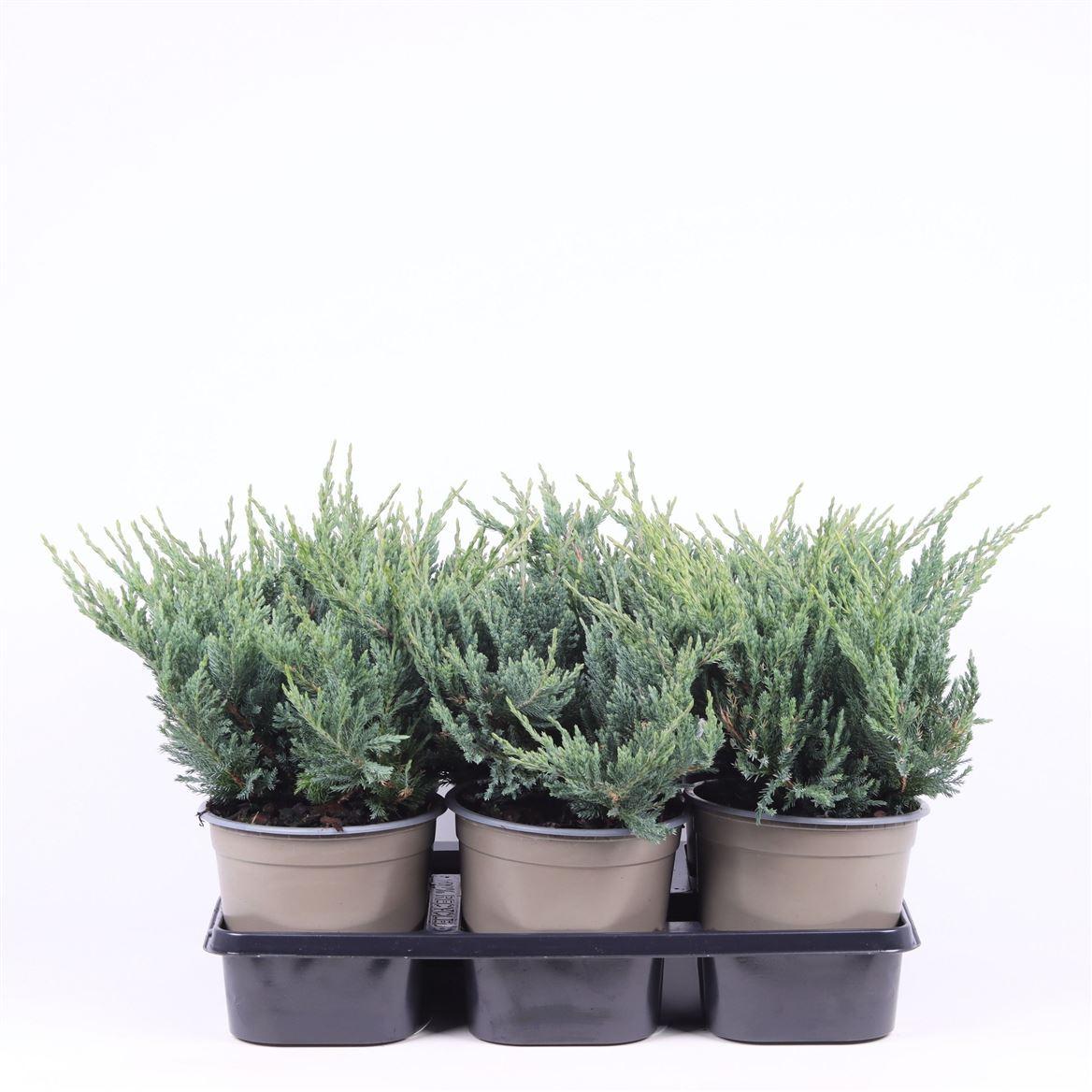 Горшечные цветы и растения оптом Juniperus Hor Blue Chip от 6шт из Голландии с доставкой по России