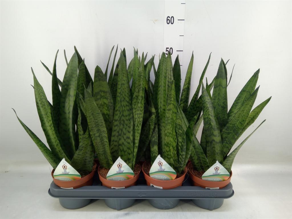 Горшечные цветы и растения оптом Sansevieria Zeylanica от 7шт из Голландии с доставкой по России