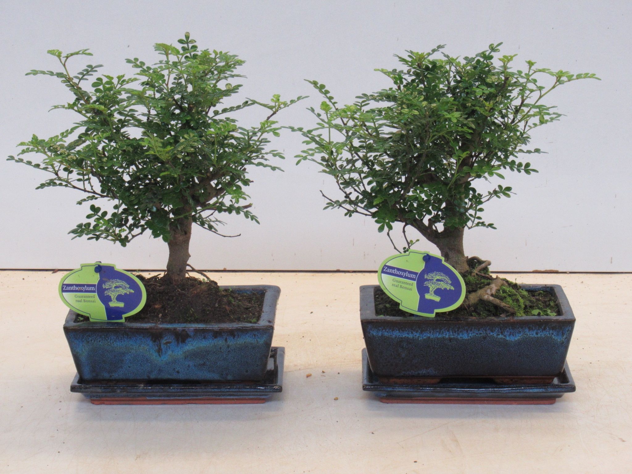 Горшечные цветы и растения оптом Bonsai Zanthoxylum Piperitum Broom With Dip Tray от 6шт из Голландии с доставкой по России
