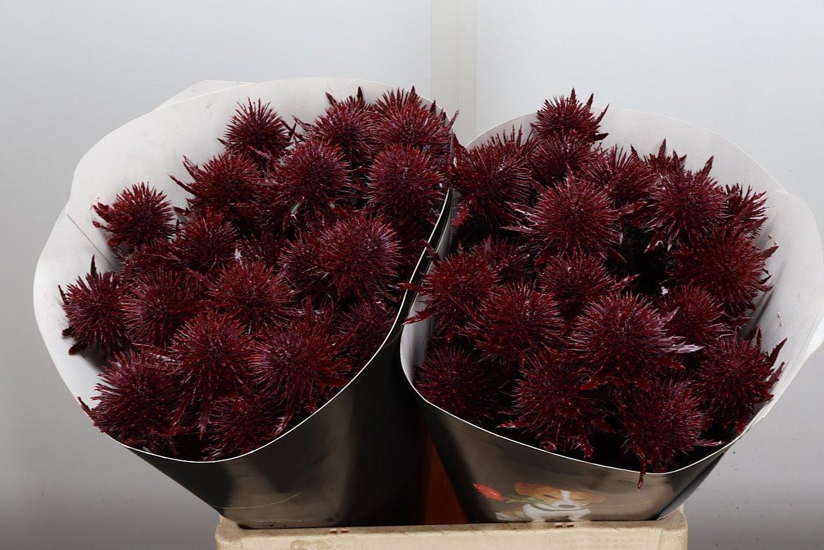 Срезанные цветы оптом Eryngium wax bordeaux от 20шт из Голландии с доставкой по России