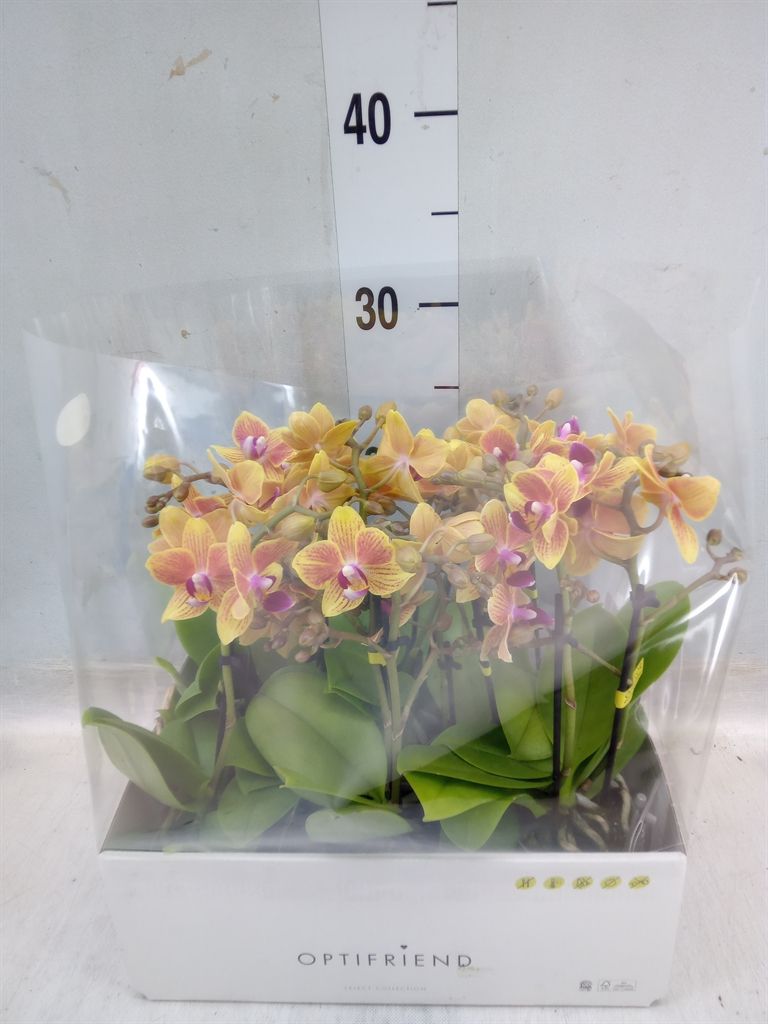 Горшечные цветы и растения оптом Phalaenopsis Multi.   ...orange от 8шт из Голландии с доставкой по России